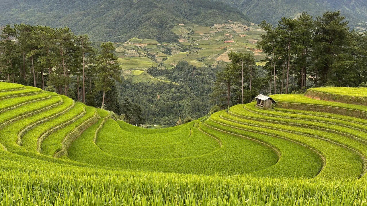Ruộng bậc thang ở Tây Bắc là một trong những sản phẩm du lịch hấp dẫn du khách trong và ngoài nước. Ruộng bậc thang ở Tây Bắc là một trong những sản phẩm du lịch hấp dẫn du khách trong và ngoài nước.