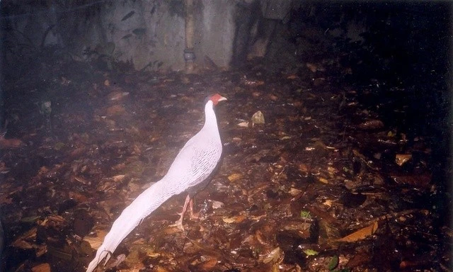 Gà lôi trắng, thuộc nhóm IB rất quý hiếm tại KBT thiên nhiên Pù Luông.
