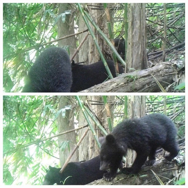 Lần đầu tiên phát hiện gia đình gấu ngựa gồm 3 cá thể tại KBT thiên nhiên Pù Hu.