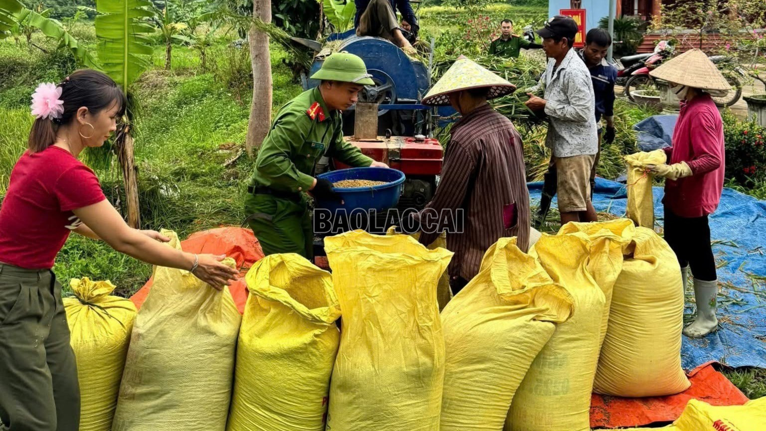 Tích cực hỗ trợ nông dân tuốt lúa. (Ảnh: BTVM) baolaocai-c_img-4868.jpg
