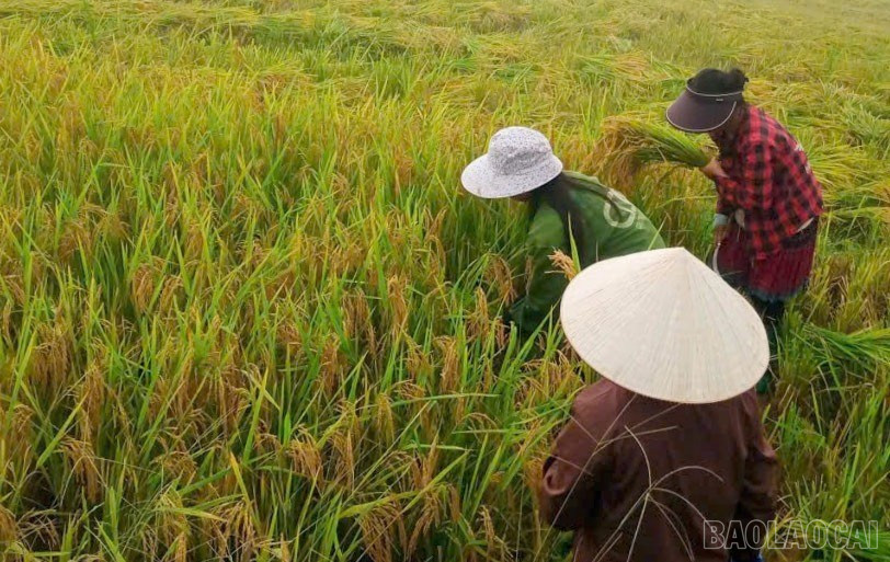 រដូវច្រូតកាត់មាសនាំមកនូវភាពចម្រុងចម្រើនដល់ប្រជាពលរដ្ឋនៅឃុំកែប។ baolaocai-tr-gat-lua-sua.jpg