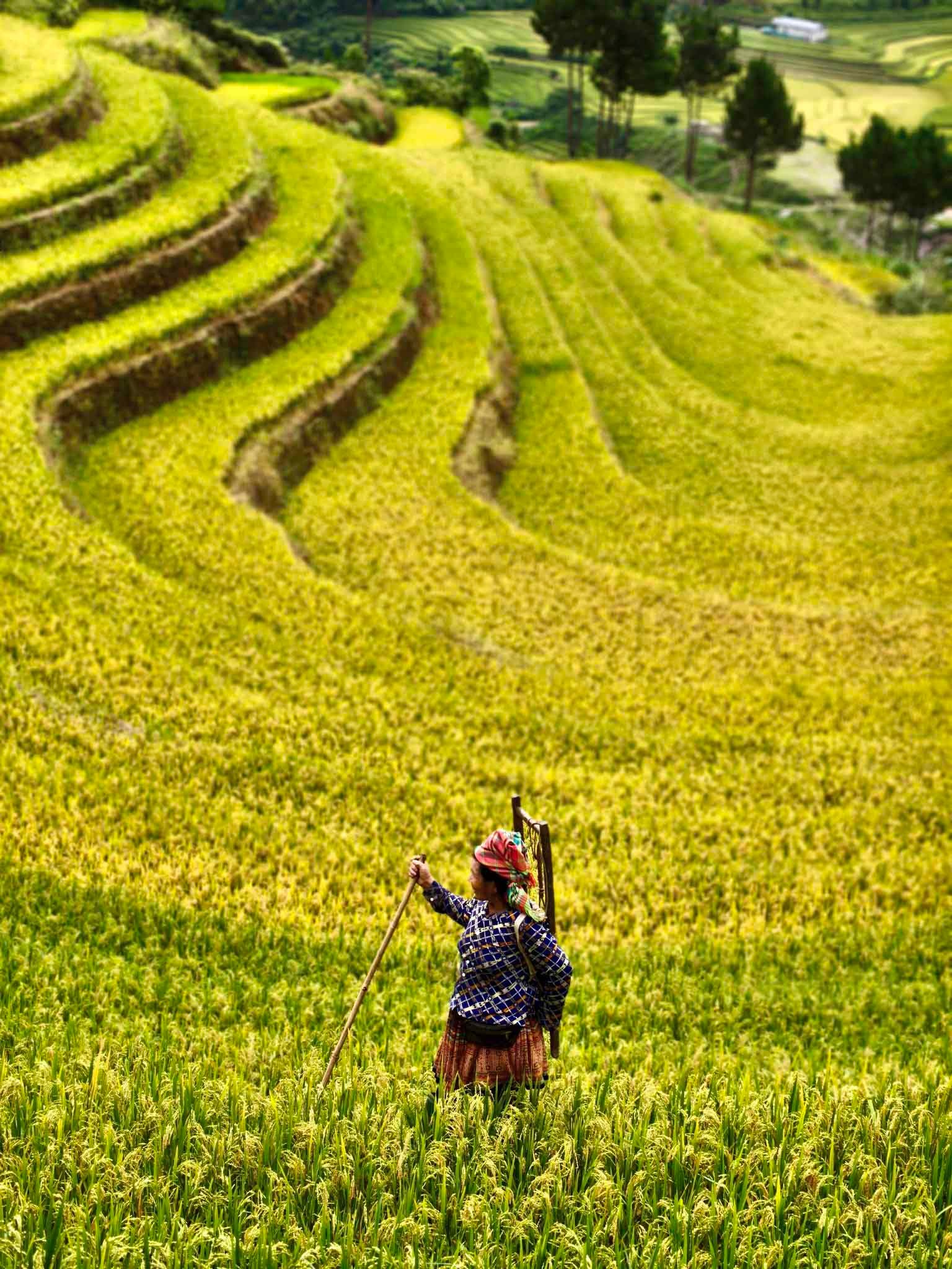 ភាសាអង់គ្លេស Những thửa ruộng bậc thang nhuộm vàng trải dài trên sườn núi.