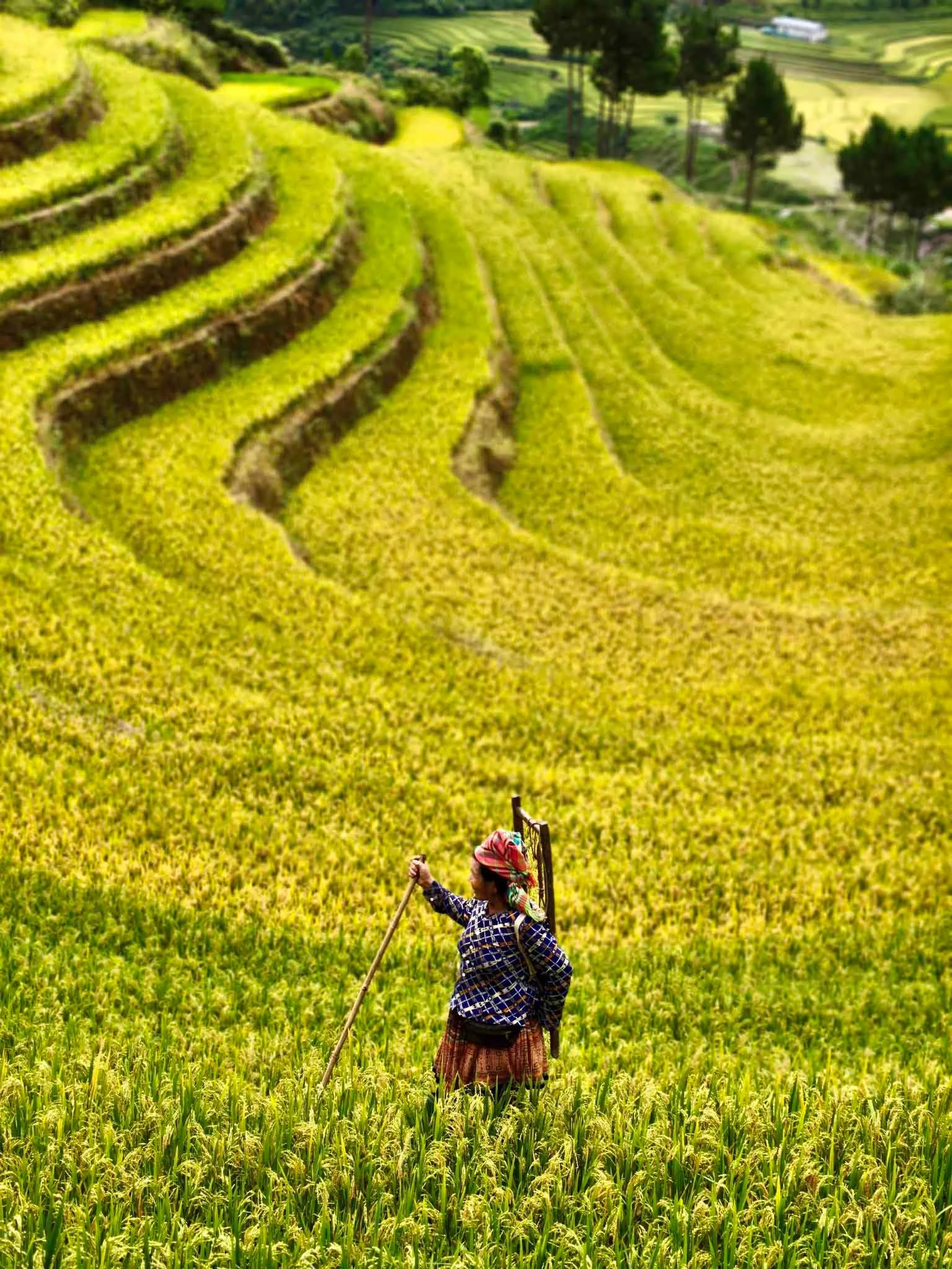 Những thửa ruộng bậc thang nhuộm vàng trải dài trên sườn núi.