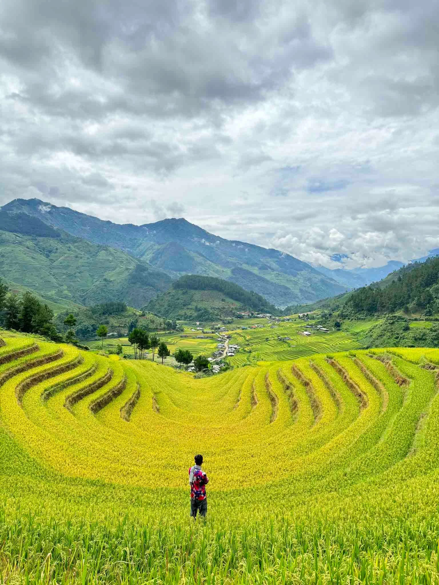 Du khách chụp ảnh lưu niệm bên cánh đồng lúa chín ở vùng cao Lào Cai.