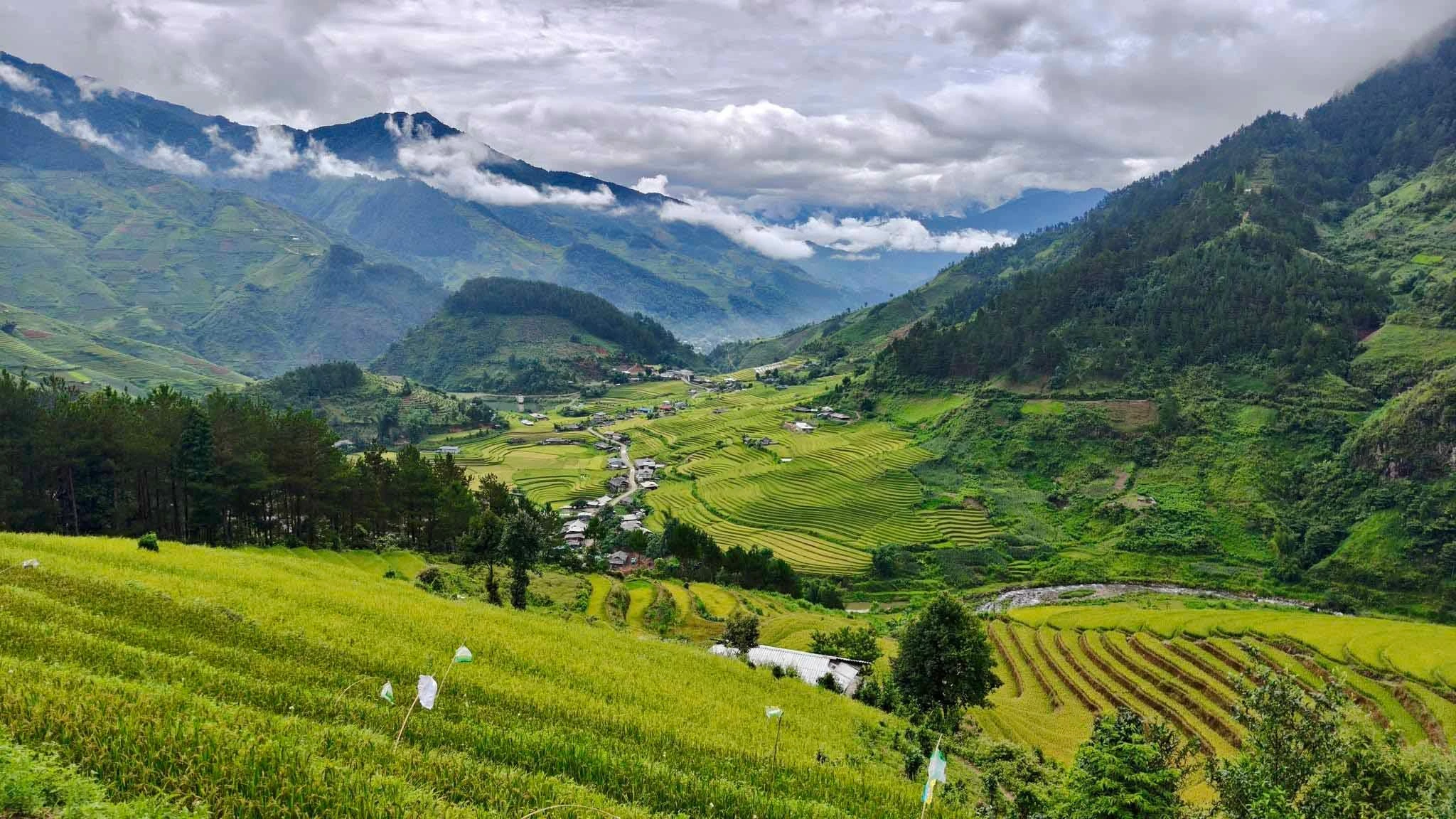 Lúa chín vàng trải khắp triền đồi, hòa cùng mây và sương sớm vùng cao.