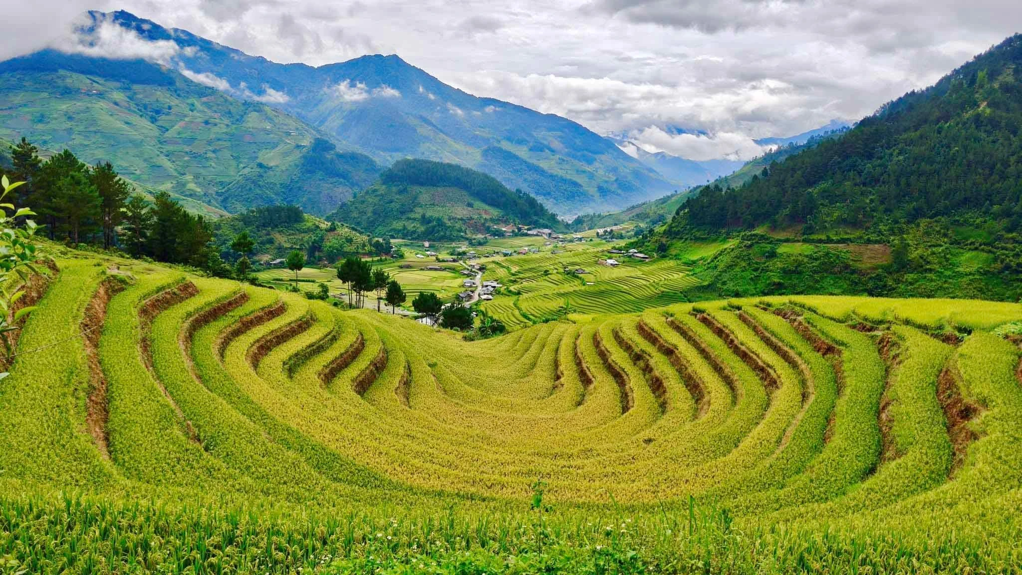 Lúa chín vàng trên ruộng bậc thang Hạnh Phúc vào đầu tháng 7-2025.