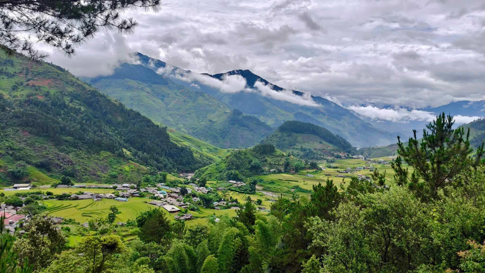 Những thửa ruộng bậc thang chín vàng nổi bật giữa mảng rừng xanh bao quanh xã Hạnh Phúc.