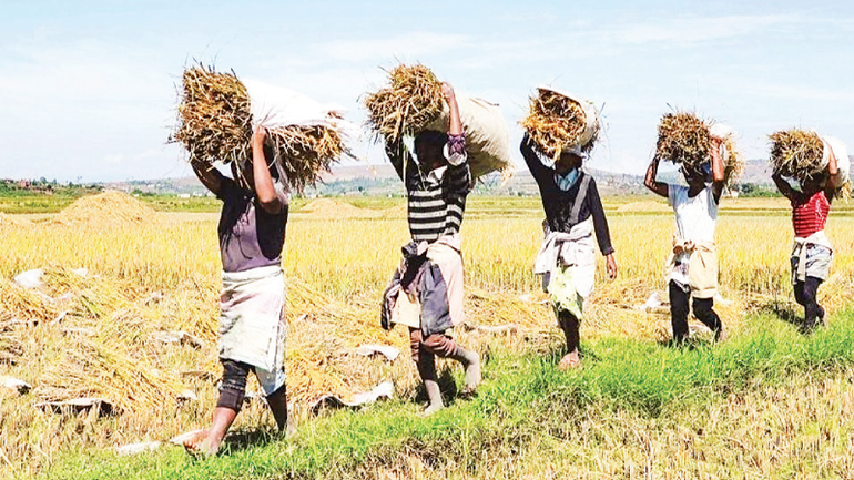 Nông nghiệp là lĩnh vực hợp tác quan trọng của Angola với Việt Nam. Nông nghiệp là lĩnh vực hợp tác quan trọng của Angola với Việt Nam.