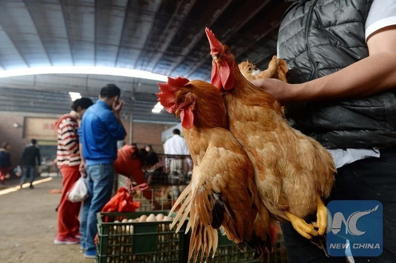 Gà được bày bán ở chợ.