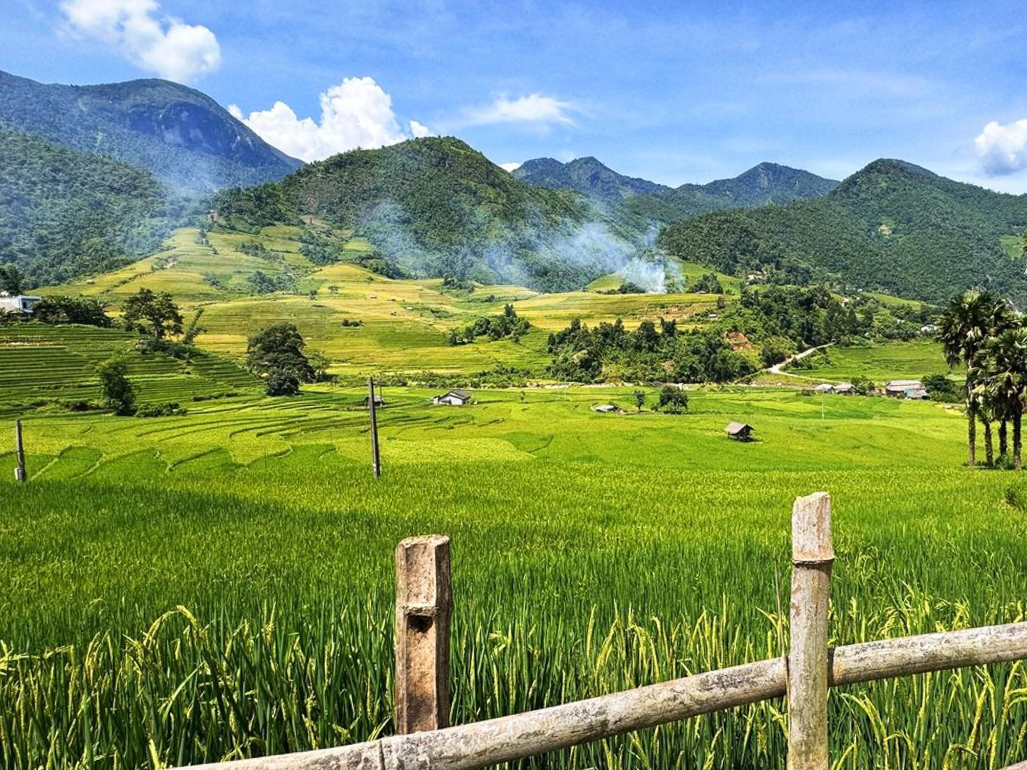 Lúa ở Nậm Cang đã bắt đầu ngả vàng, ảnh chụp vào ngày 27/7.