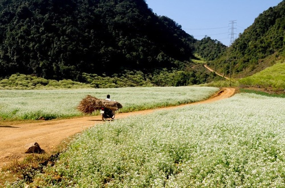 Hoa cải Mộc Châu.