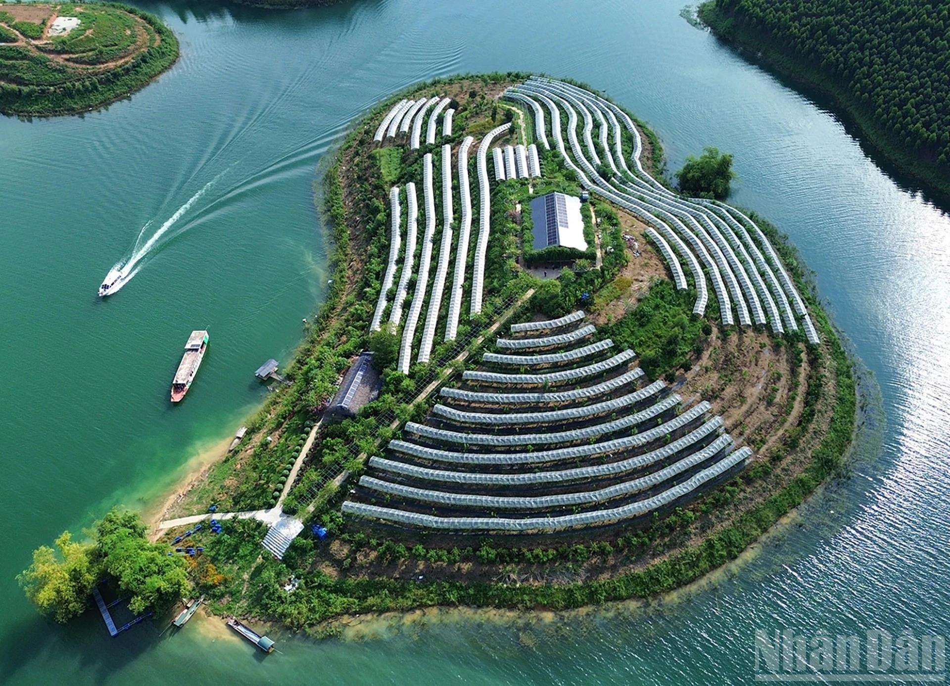 Đảo nho sữa với gần 3.000 gốc do anh Tạ Hữu Tình trồng từ năm 2023. Đến đây, du khách có thể vừa ngắm nhìn, check-in, thu hái những trái nho ngọt ngào.