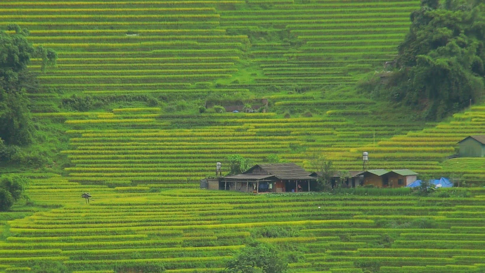 Một trong những điểm “hút khách” ở Lao Chải là những thửa ruộng bậc thang tầng tầng lớp lớp.