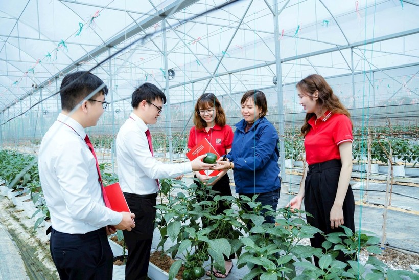El paquete de préstamos preferenciales de “Crédito Verde” incentiva a los clientes a invertir en agricultura de alta tecnología. Gói vay ưu đãi về “Tín dụng xanh” khuyến khích khách hàng đầu tư nông nghiệp công nghệ cao.