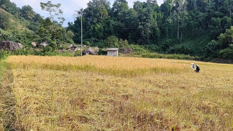 Không chỉ là giống lúa nếp, hạt “khẩu boong” còn là một phần di sản của người dân Mường Bo. 6a987d612899a3c7fa886.jpg