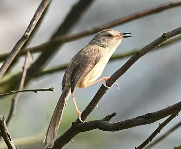 Prinia inornata tại Phá Hạc Hải.