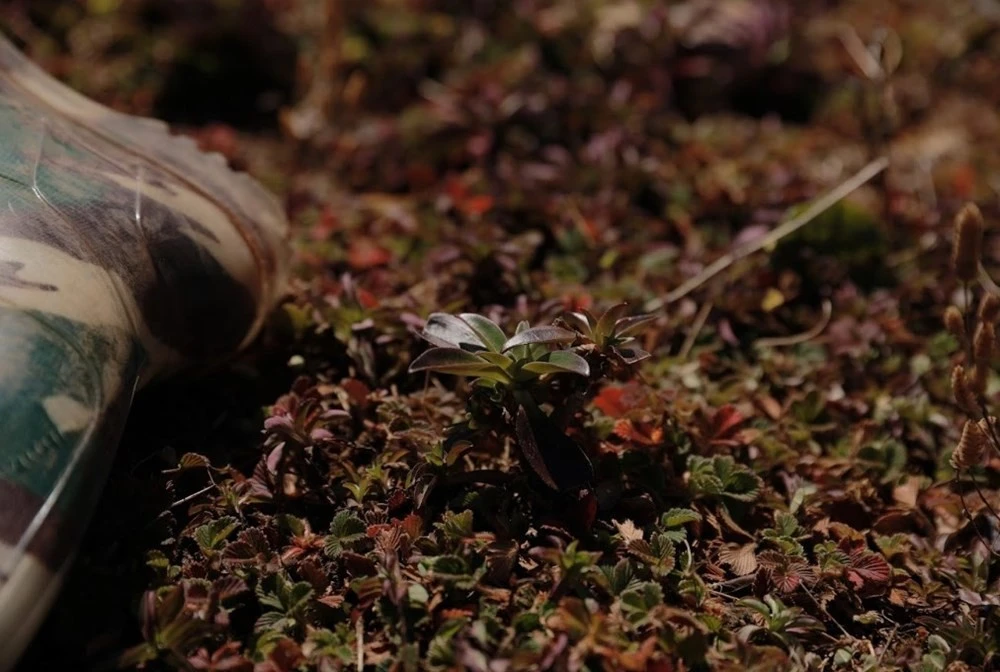 Hoa, lá khoe sắc dọc lối trekking.