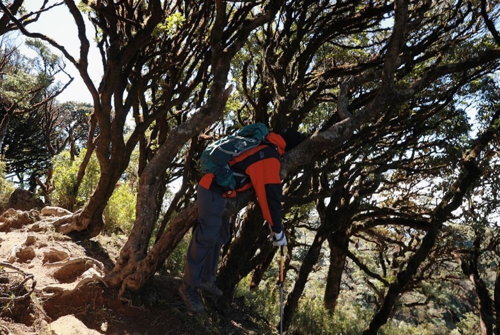 Rừng rêu nguyên sinh mang vẻ đẹp trầm mặc, bí ẩn.