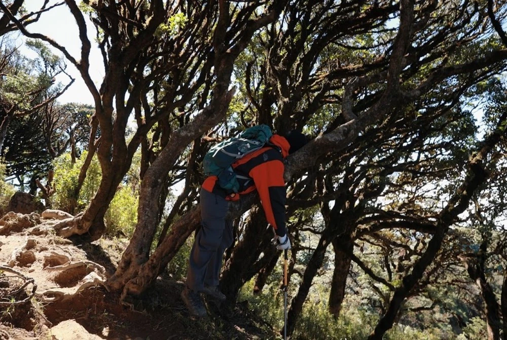 Rừng rêu nguyên sinh mang vẻ đẹp trầm mặc, bí ẩn.