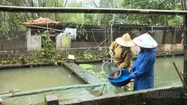 Cựu chiến binh Lào Cai nỗ lực phát triển kinh tế