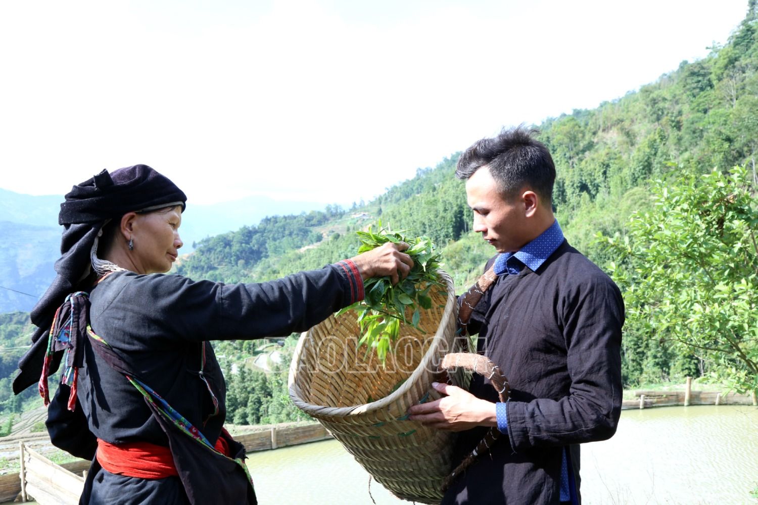 Nguyên liệu chè Shan tuyết cổ thụ sau khi được hái về sẽ được phân loại để sơ chế và chế biến thành nhiều loại trà khác nhau. 6.JPG