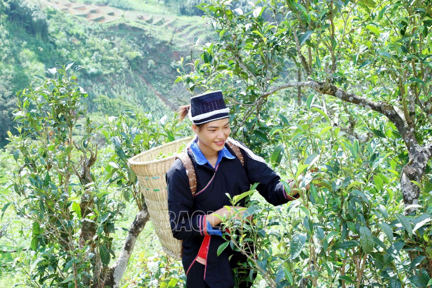 Từ giữa mùa xuân, khi thời tiết ấm lên, chè Shan tuyết cổ thụ ra búp xanh mơn mởn cũng là lúc đồng bào Dao tuyển ở Tả Củ Tỷ vào mùa lên núi hái chè. Mùa thu hoạch chè cổ thụ kéo dài đến tận mùa thu. 2.JPG