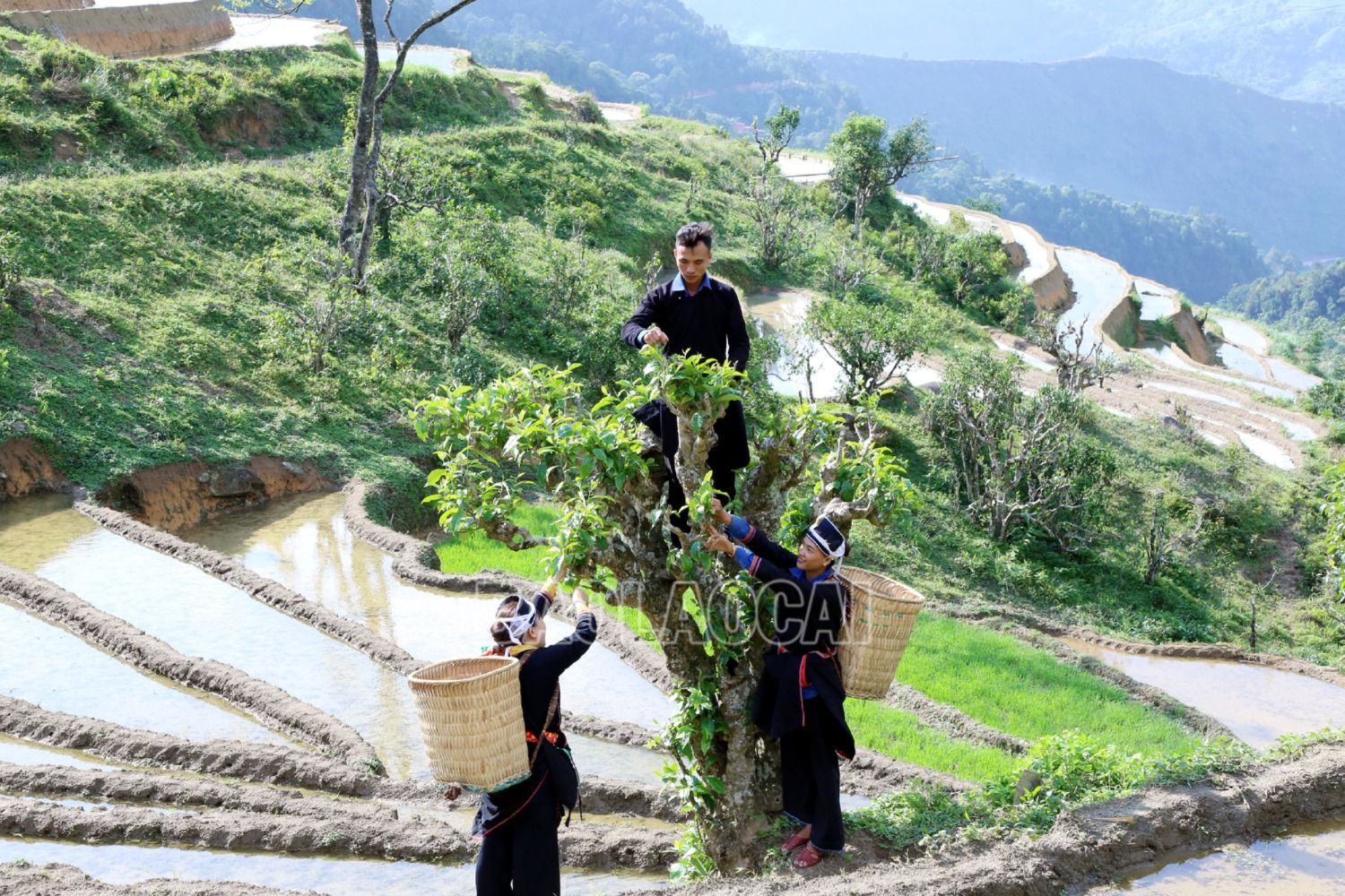 Lứa chè xuân hè là lứa chè thơm ngon nhất trong năm. Để thu hoạch chè cổ thụ, bà con phải trèo lên cây hái những búp non. Người Dao tuyển từ lâu đã tỉa ngọn, chặt cành để hạ tán chè thấp xuống, dễ dàng cho việc thu hái. 3.JPG