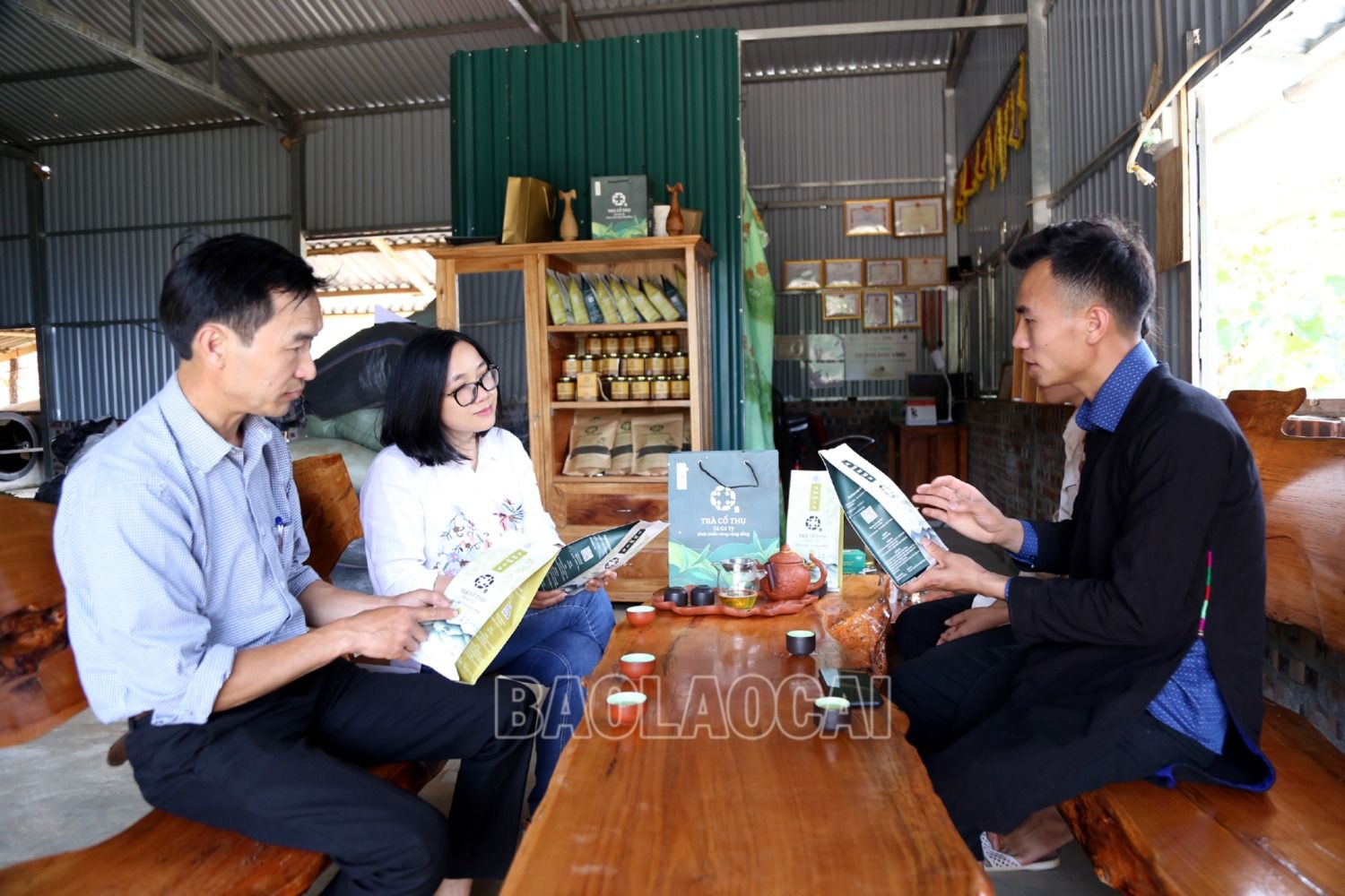 Hiện nay, chè Shan tuyết cổ thụ Tả Củ Tỷ đang được một hợp tác xã nông nghiệp của địa phương nghiên cứu chế biến thành một số sản phẩm trà đặc sản phục vụ khách sành trà trên cả nước. 11.JPG