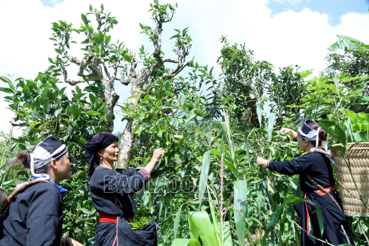 Công việc hái chè Shan tuyết cổ thụ chủ yếu do phụ nữ Dao tuyển đảm nhiệm. Vào vụ thu hái chè, các cụ già ở Tả Củ Tỷ cũng phụ giúp con cháu trong nhà hái chè ở những cây thấp trong vườn, trên đồi nương. 4.JPG