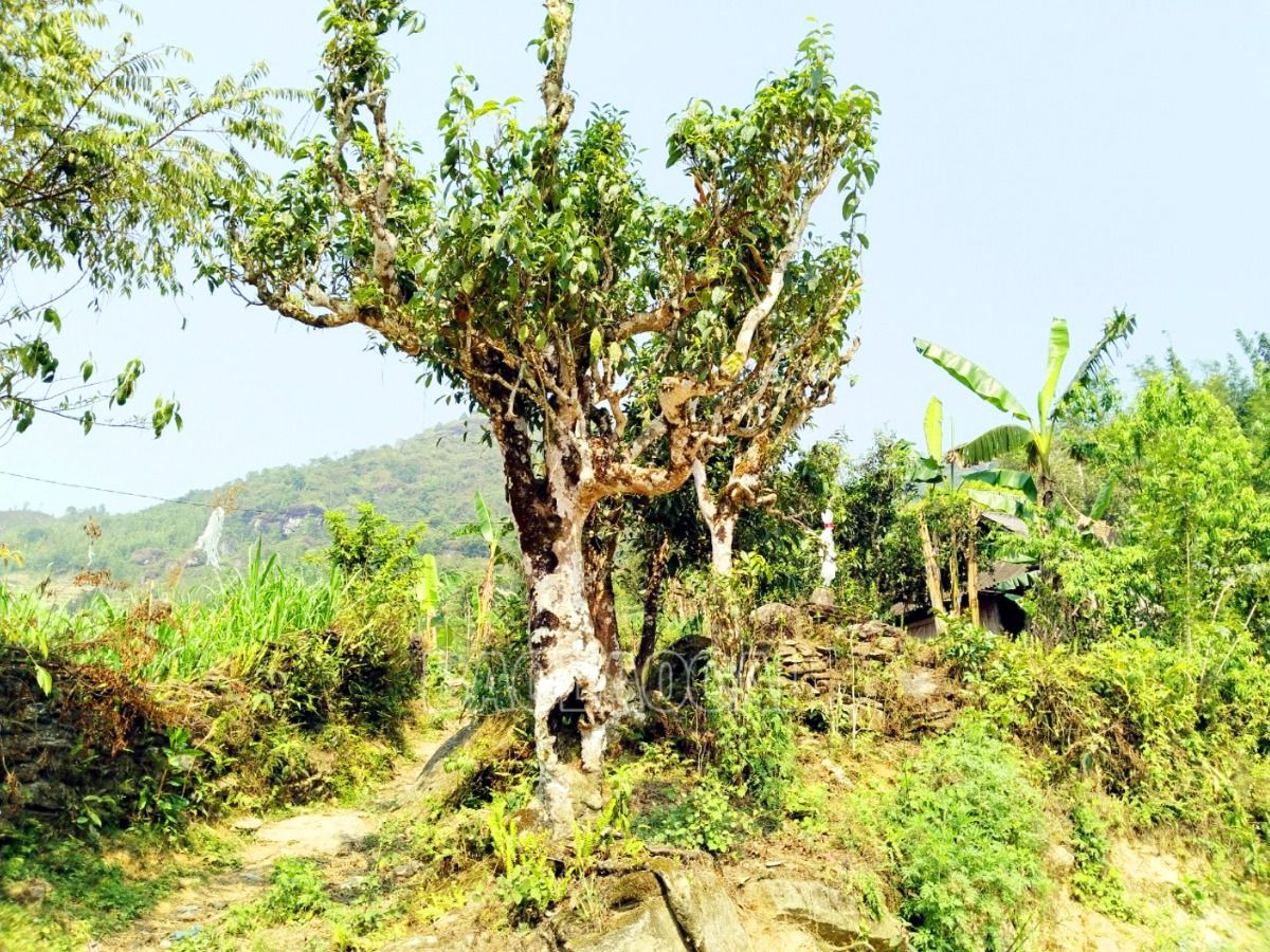 Vùng đất Tả Củ Tỷ có nhiều cây chè Shan tuyết cổ thụ hàng trăm năm tuổi mọc tự nhiên rải rác trên những cánh rừng. Có những cây chè được người dân trồng trong vườn từ lâu, nay cũng cổ thụ rêu phong. 1.jpg