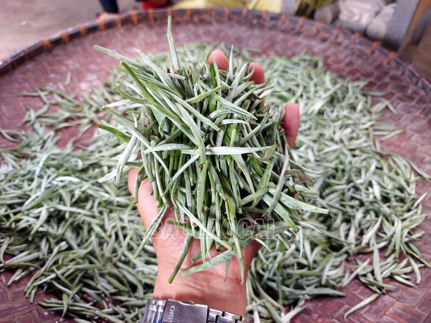Loại búp tươi 1 tôm sẽ được thị trường thu mua với giá cao (khoảng 250-300 nghìn đồng/kg) và chế biến qua nhiều công đoạn thành dòng trà cao cấp, giá bán lên đến vài triệu đồng một kg trà thành phẩm. 7.jpg