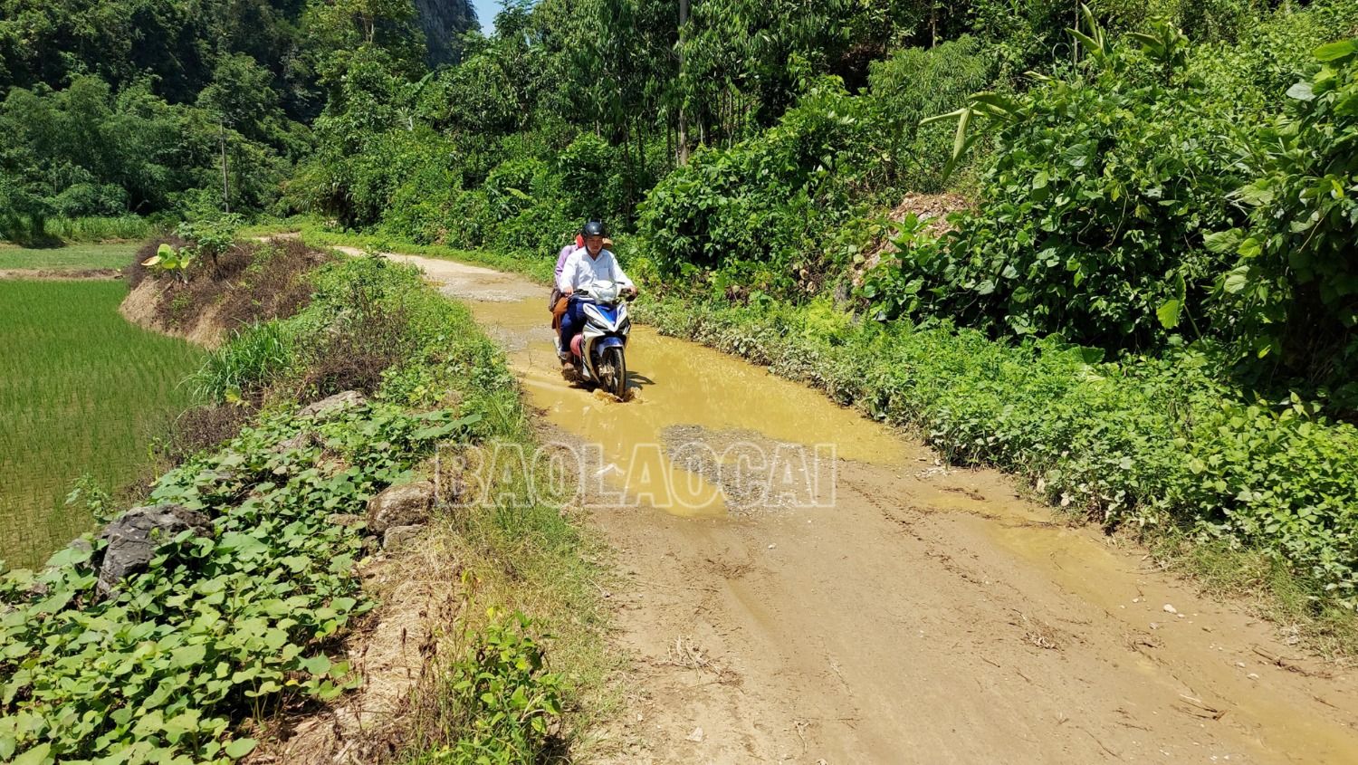 Chính quyền địa phương và các hộ nuôi cá lồng trên sông Chảy ở xã Thượng Hà cho rằng nguồn cá thương phẩm khó tiêu thụ vì tuyến đường vào thôn 6 Vài Siêu quá khó đi, thương lái không vào thu mua, hoặc khi thu mua thì ép giá khiến giá bán cá rất thấp. 7.jpg
