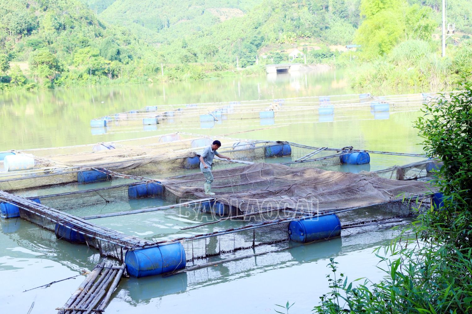 Nuôi cá lồng ở xã Thượng Hà là mô hình mới, có triển vọng giúp bà con giảm nghèo nên hầu hết được tỉnh hộ trợ kinh phí làm lồng (5 triệu đồng/1 lồng cá), hỗ trợ cá giống và cám nuôi cá. 1.JPG