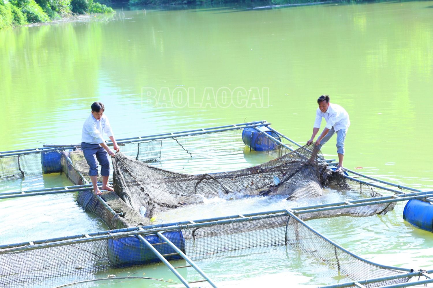 Thời gian đầu, ở thôn xa xôi, khó khăn nhất xã, khi được tỉnh hỗ trợ, việc nuôi cá lồng trên sông Chảy diễn ra thuận lợi, đem lại hiệu quả kinh tế. Mỗi năm 1 lồng cá (cá chép, cá rô, cá trắm) thu lãi từ 40 - 50 triệu đồng. 2.JPG