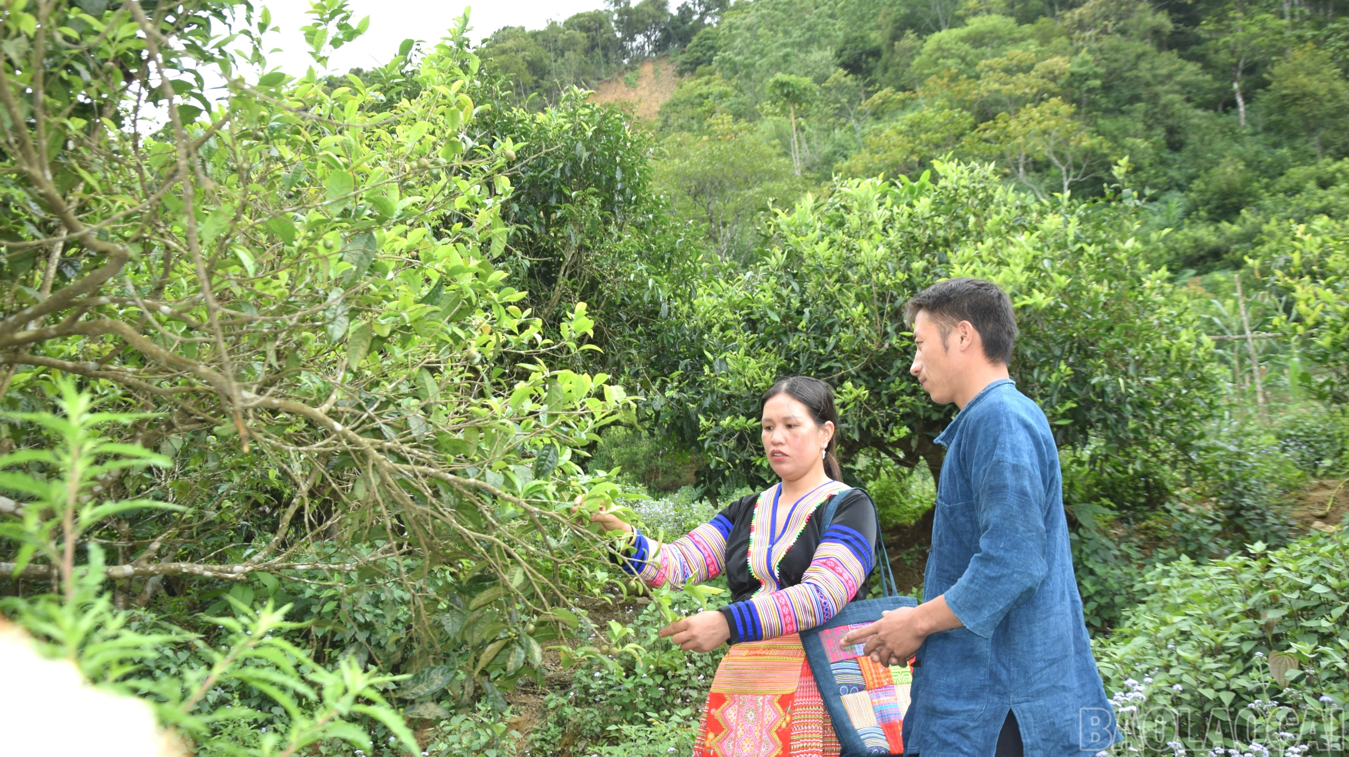 baolaocai-br_m7.jpg