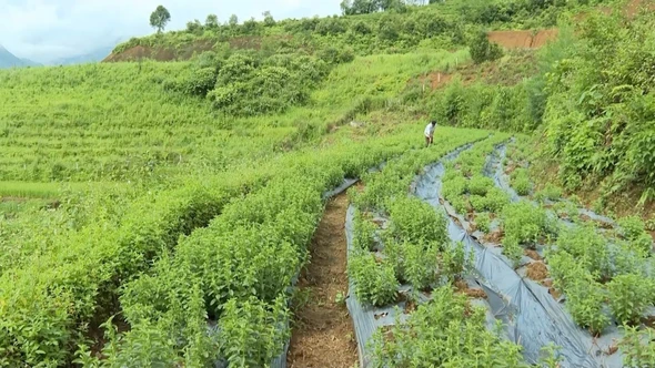 Lời giải thoát nghèo bền vững từ cây dược liệu