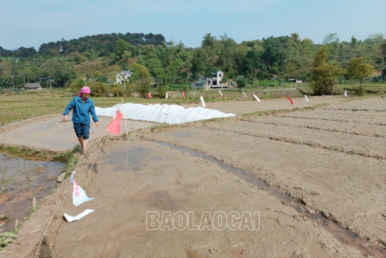 Nông dân xã Hợp Thành (thành phố Lào Cai) kiểm tra diện tích mạ mới gieo. R5.jpg