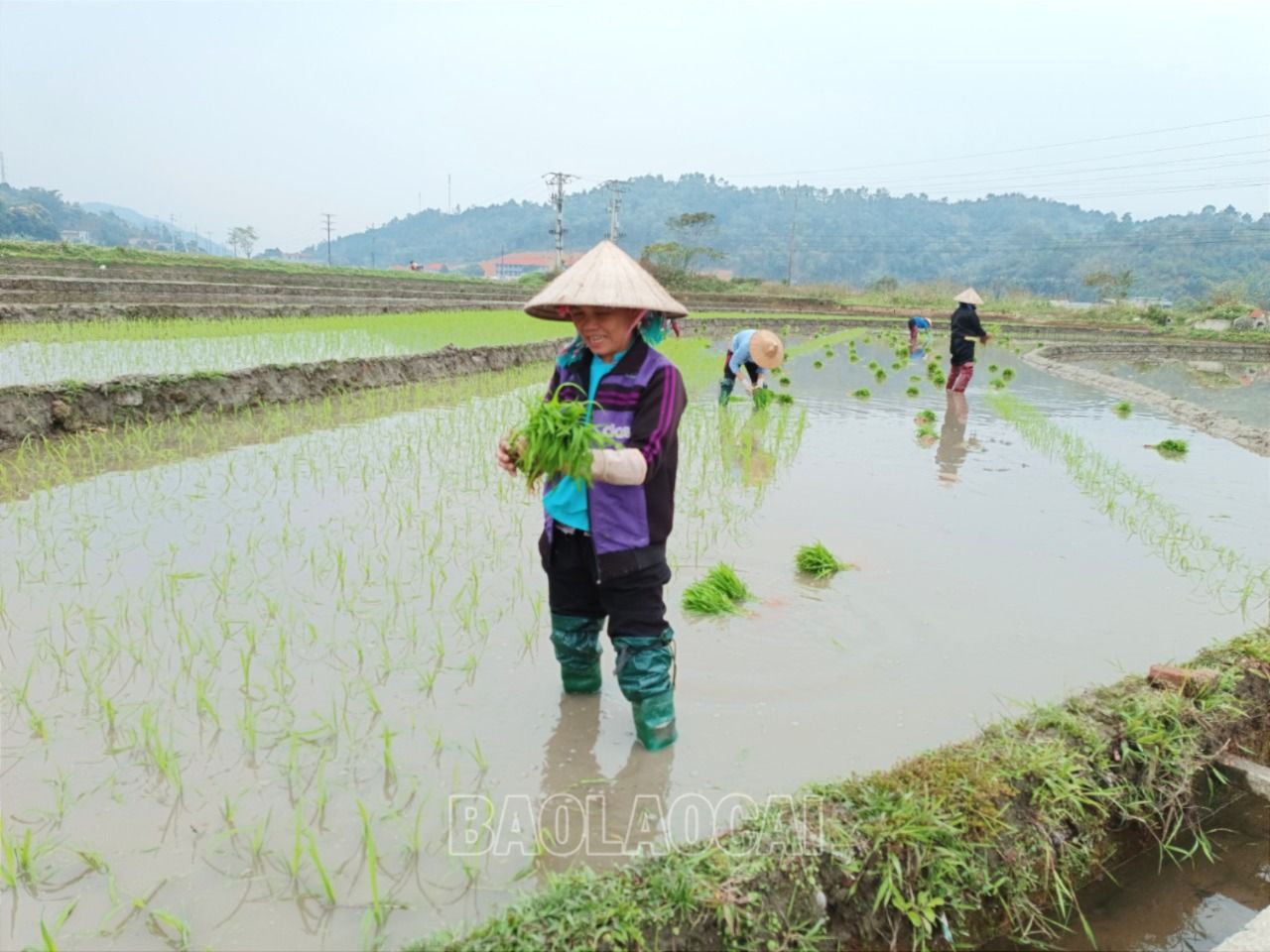 Dù vẫn đang là ngày tết nhưng nhiều nông dân xã Bản Qua (Bát Xát) đã ra đồng cấy lúa xuân. R13.jpg
