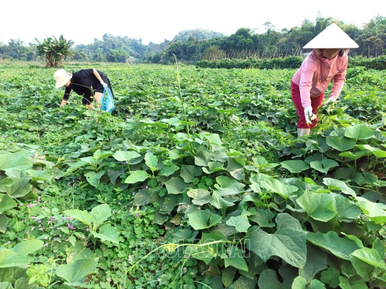 Dù là mùng 2 tết, nhưng nhiều nông đã ra đồng thu hoạch rau bán dịp đầu năm. R2.jpg