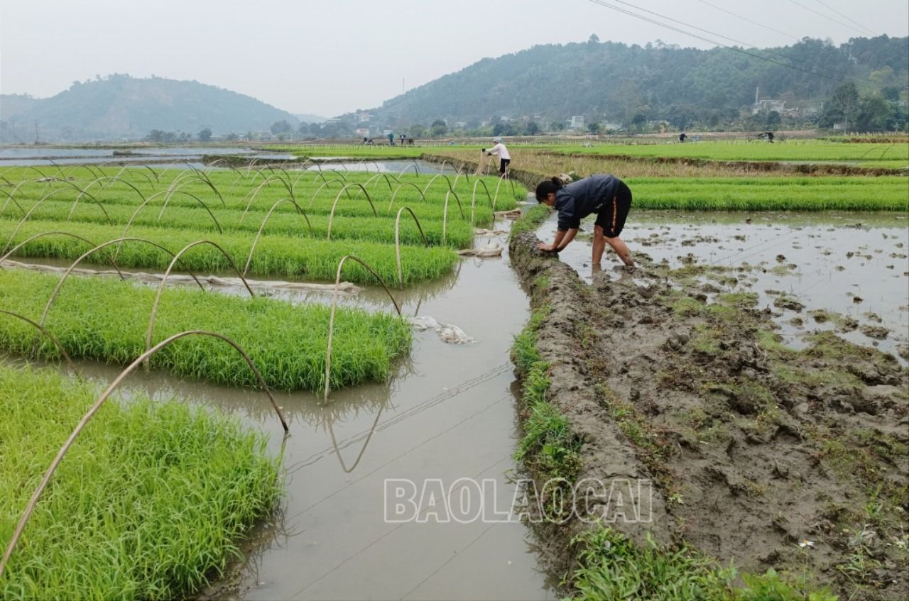 Nông dân ra đồng từ sớm. R7.jpg