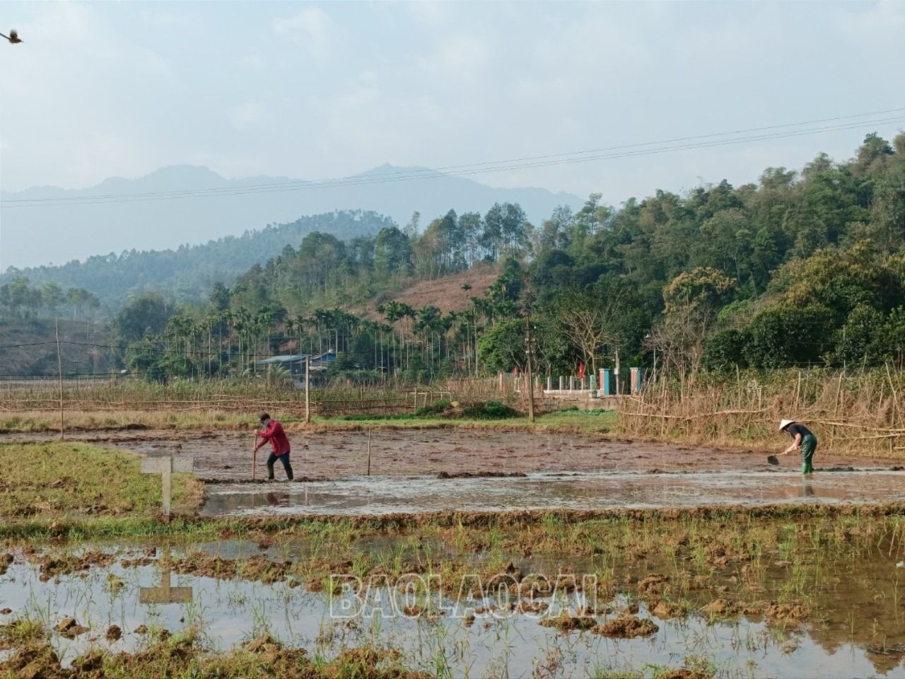 Nông dân xã Thống Nhất (thành phố Lào Cai) be bờ, làm đất chuẩn bị gieo cấy lúa xuân. R3.jpg
