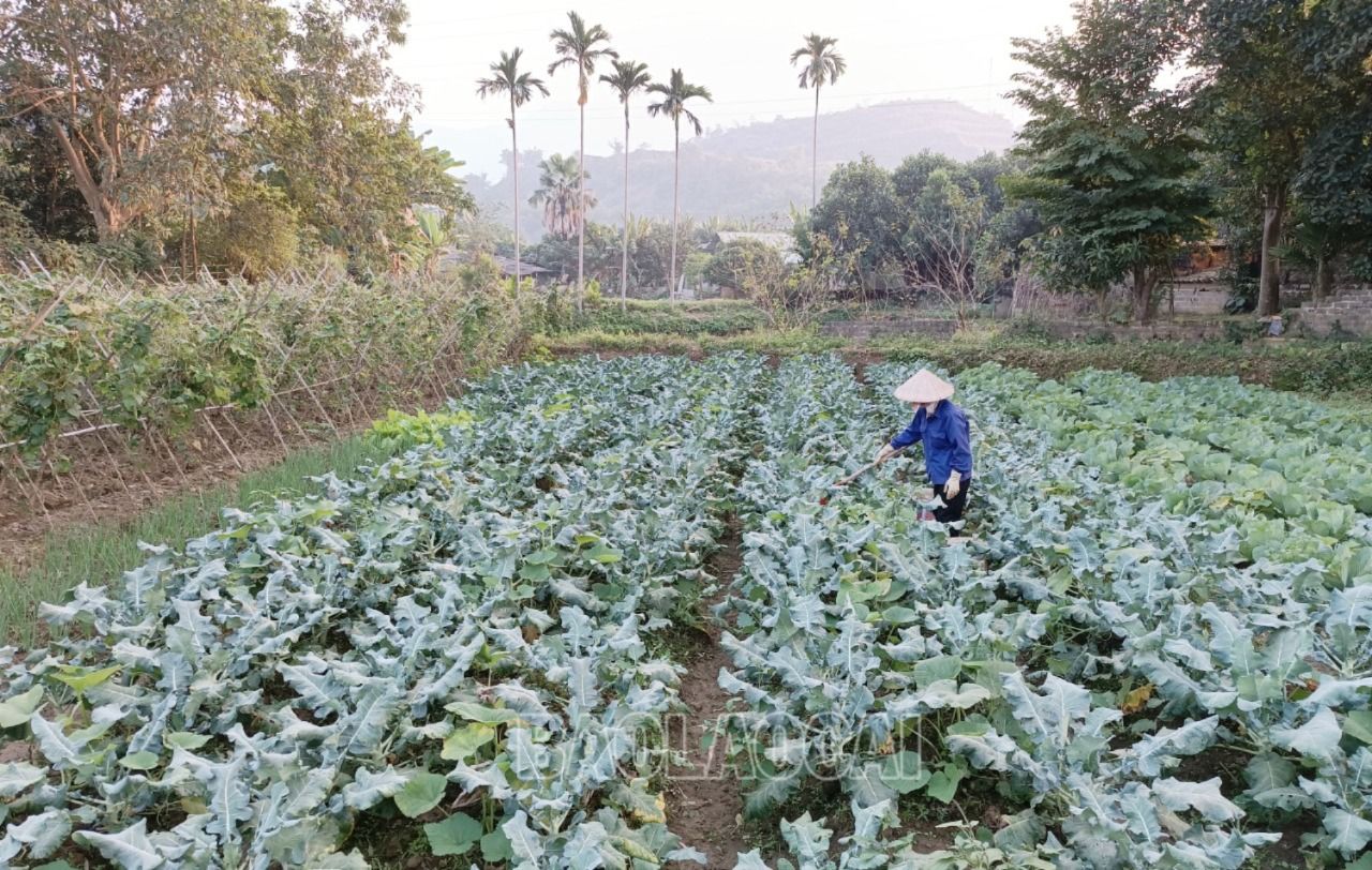 Nông dân chuyển trọng tâm sang chăm sóc cho diện tích rau màu mới gieo trồng. R1.jpg