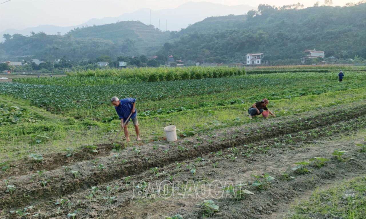 Nông dân xuống đồng trồng hết diện tích và chăm sóc rau màu. R2.jpg