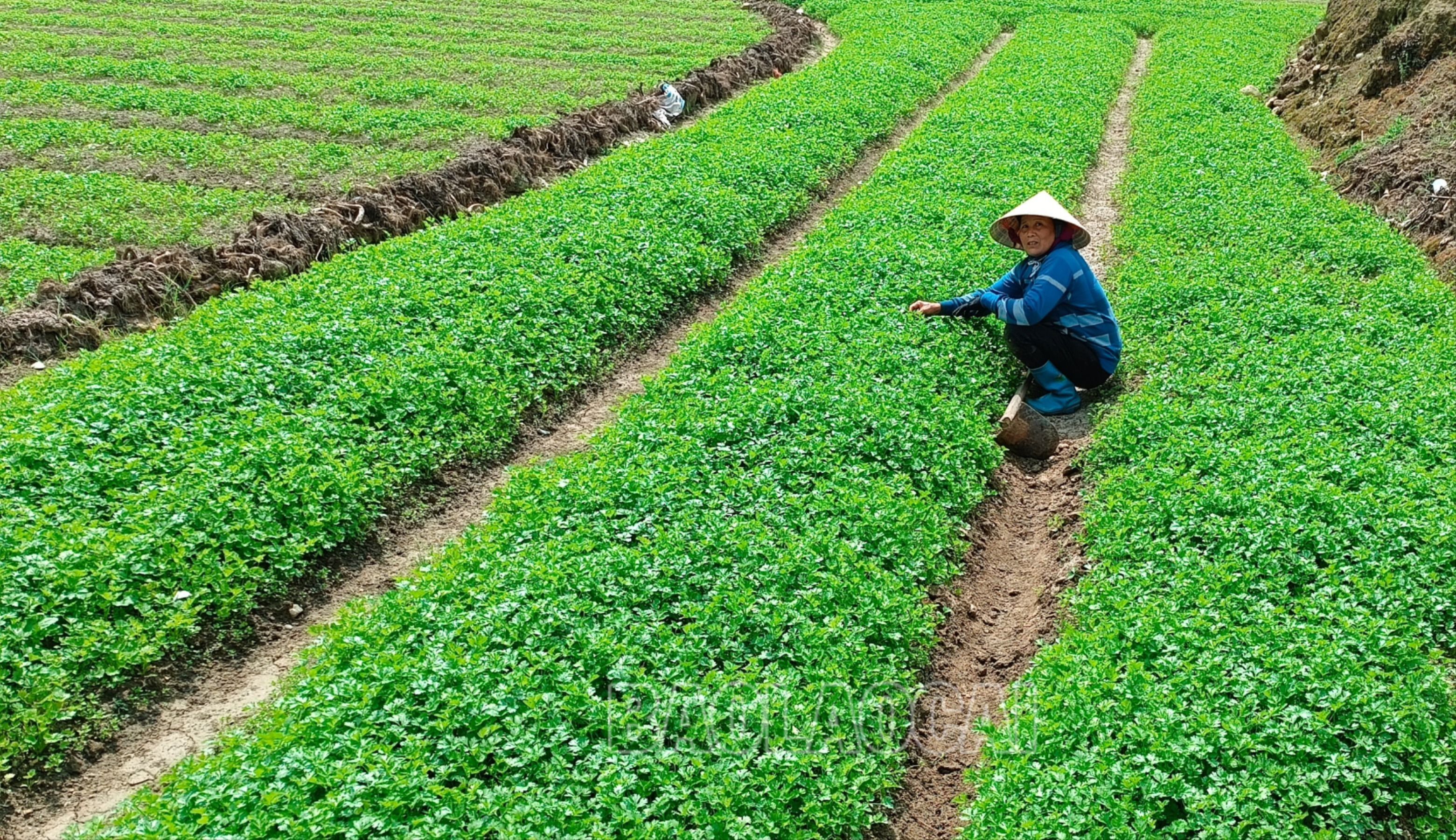 Rau gia vị được người dân đưa vào trồng đáp ứng nhu cầu thị trường cuối năm. R3.jpg