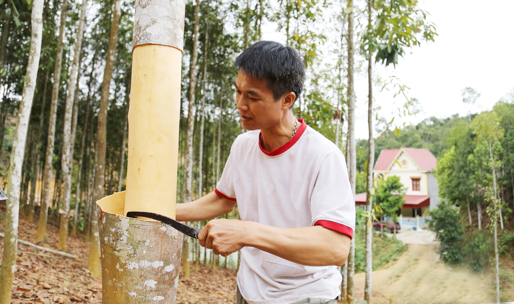 Nhiều hộ nông dân ở Lào Cai xây được biệt thự nhờ có thu nhập từ cây quế. NN2.jpg