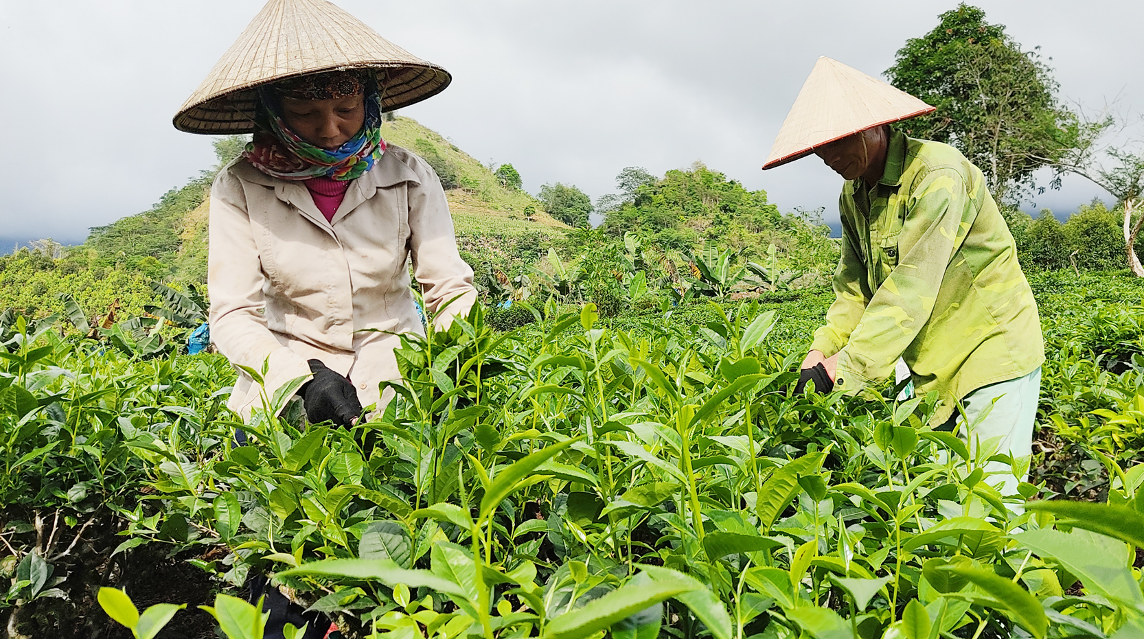 Nông dân Mường Khương thu hái chè. NN1.jpg