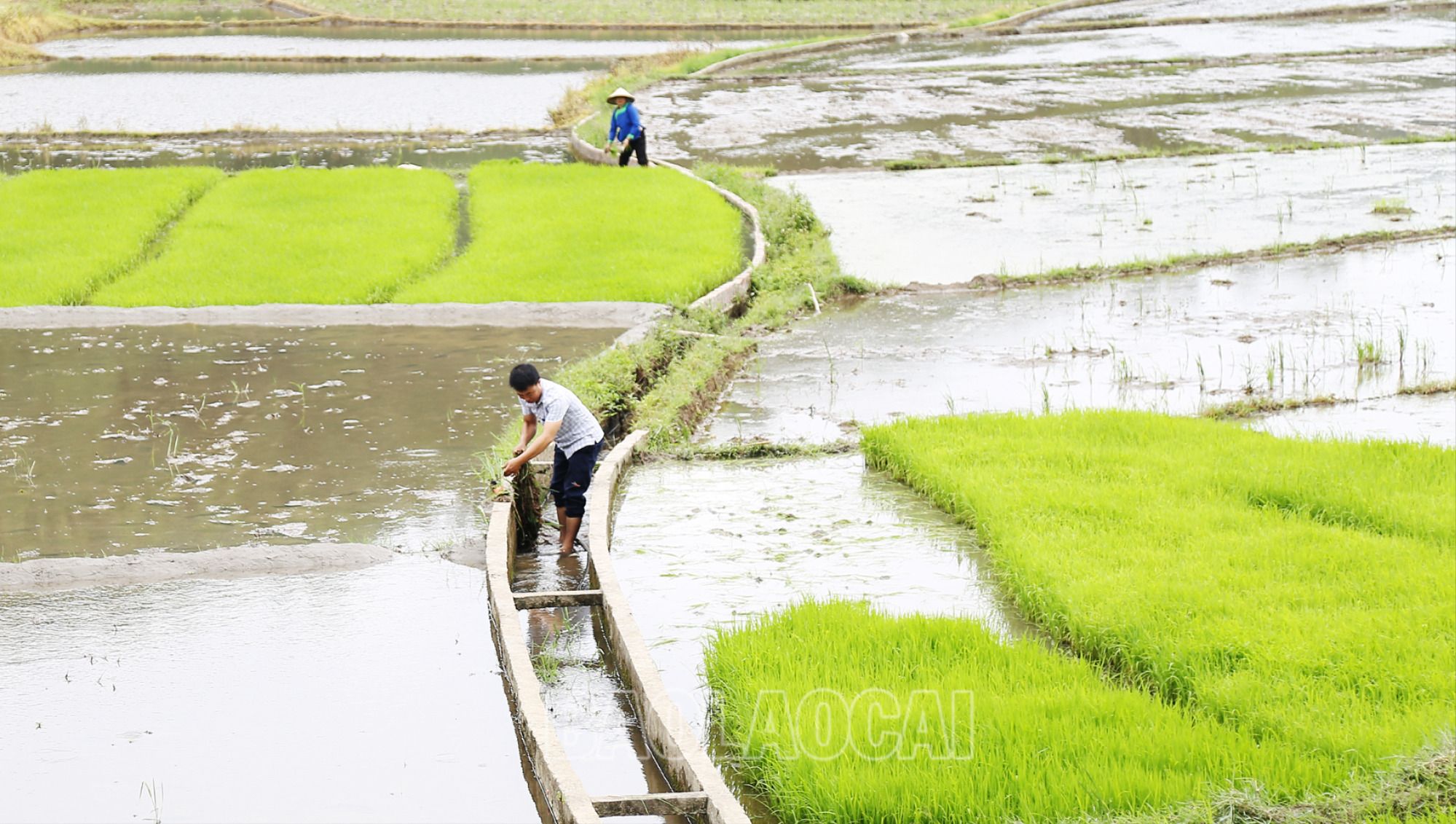 Nguồn nước phục vụ tưới tiêu cho vụ lúa mùa năm nay khá dồi dào. MV1.jpg