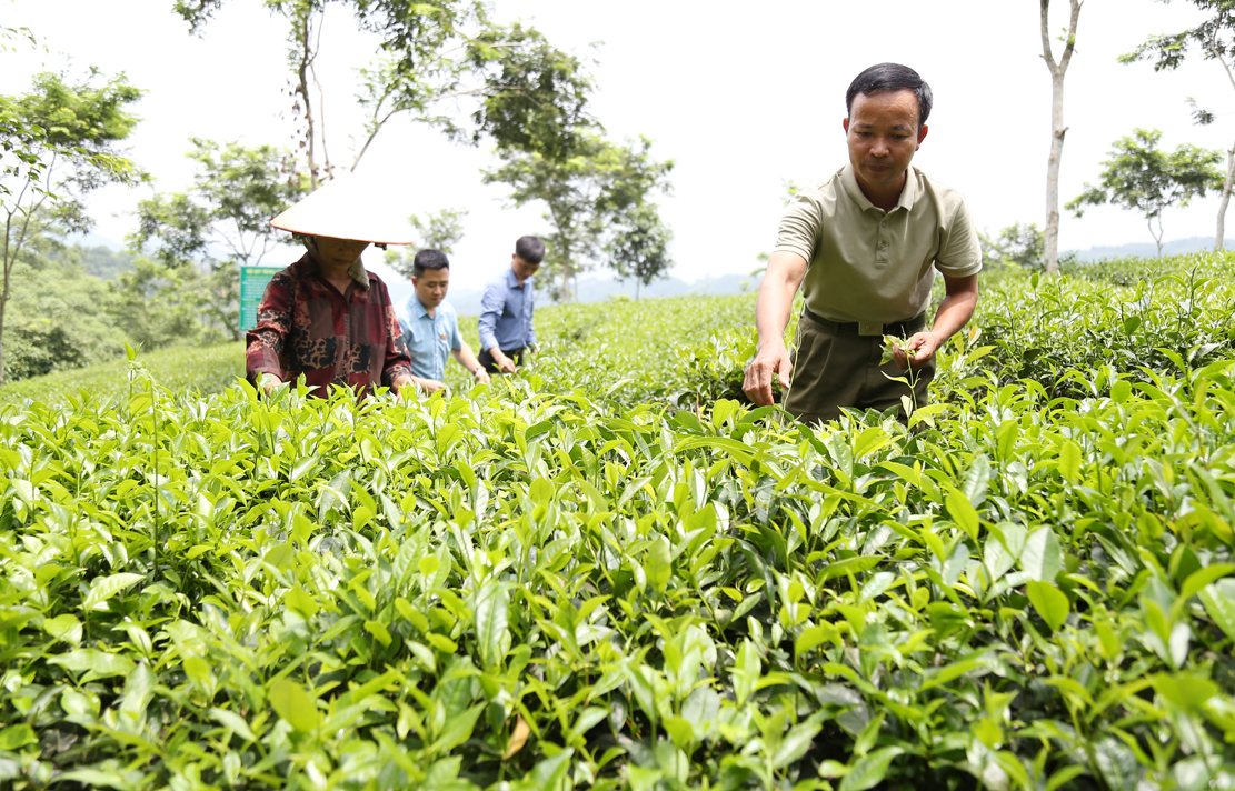 Phấn đấu hết năm 2023, toàn tỉnh có 8.400 ha chè. CTT2.jpg