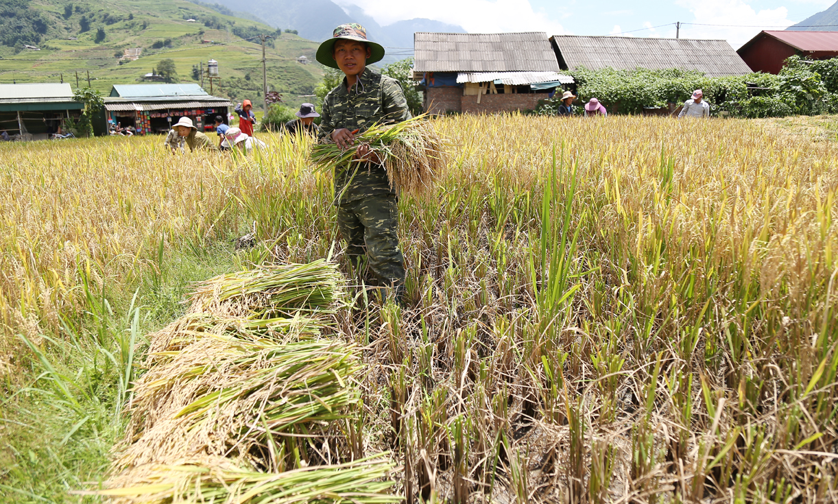 Các xã vùng cao đang tập trung thu hoạch lúa mùa. CTT1.jpg