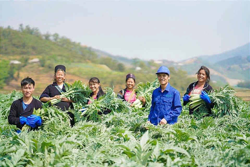 Cây atiso trồng tại Sa Pa được Bộ Y tế công nhận đạt các nguyên tắc, tiêu chuẩn thực hành tốt nuôi trồng, thu hái. DL4.jpg